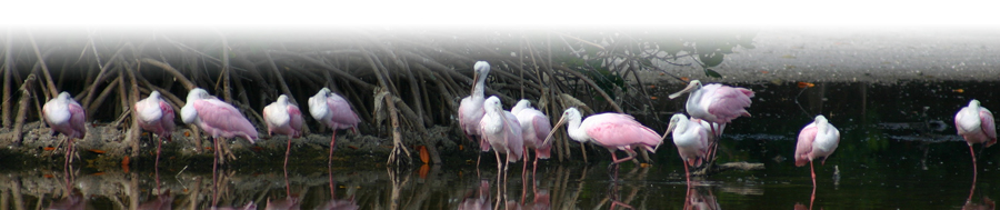 birds of Cedar Key Florida
